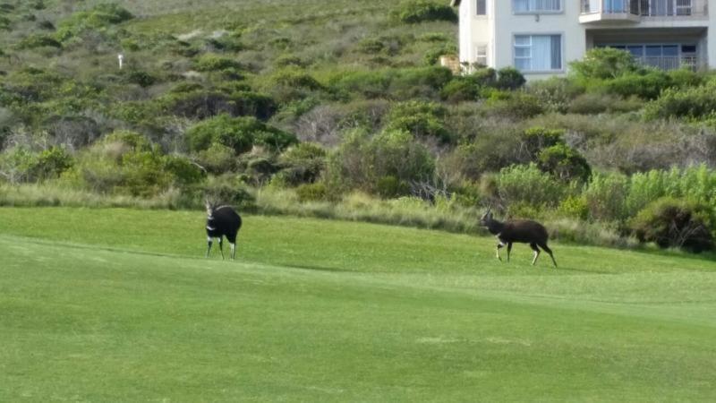 Lodge 93 Mossel Bay Esterno foto